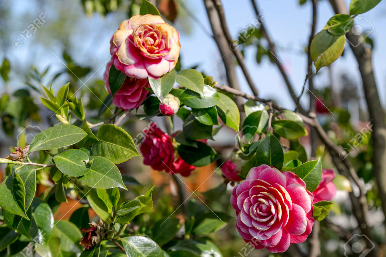椿の花 の写真素材 画像素材 Image