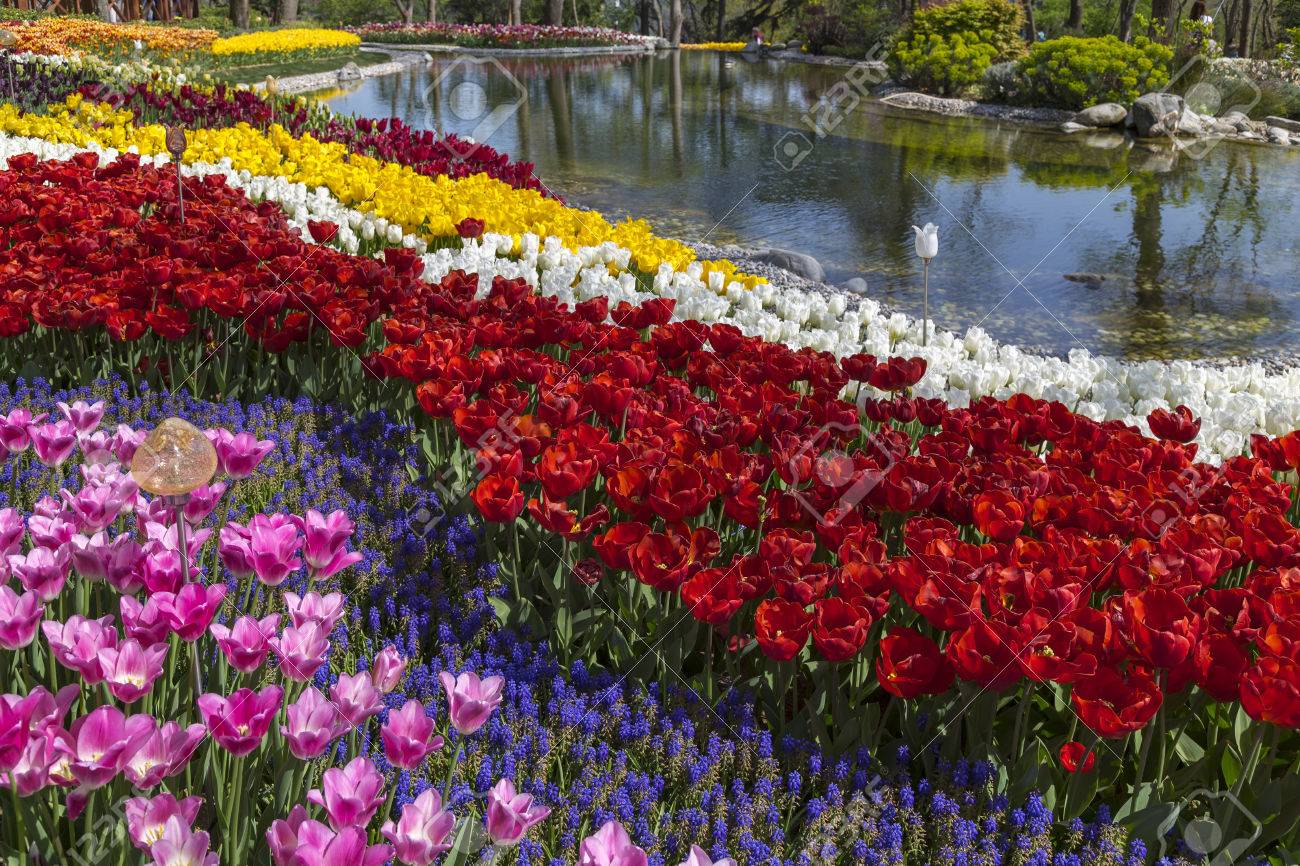 美しいチューリップ 新鮮な春の花 花壇 の写真素材 画像素材 Image