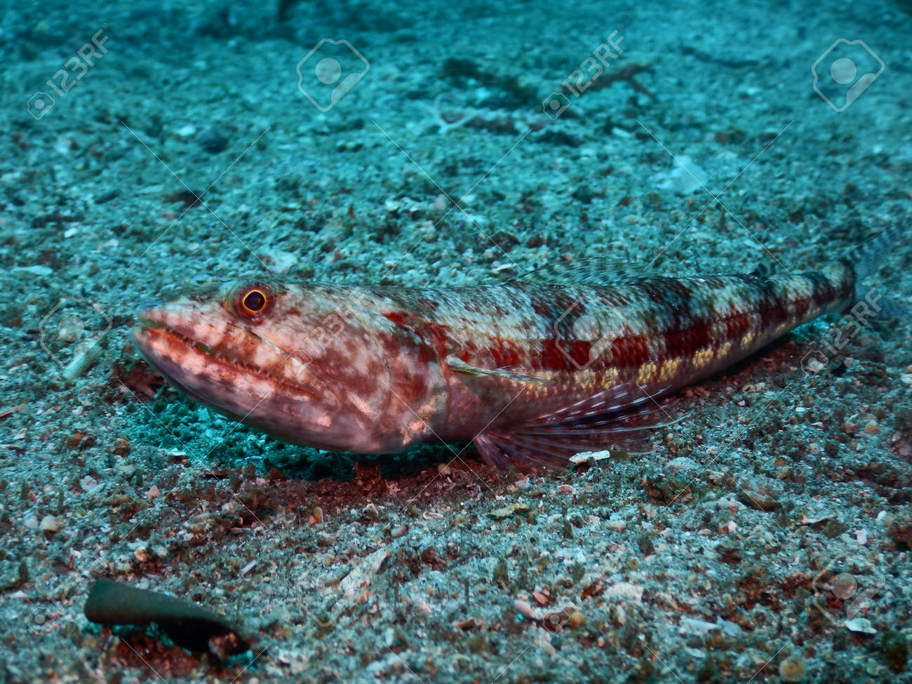 etiam-dictum-ipsum-a-felis