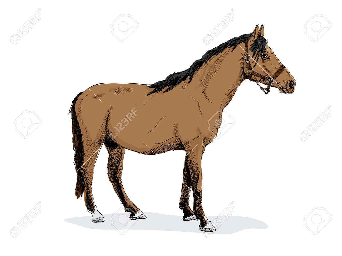 分離栗毛立っている馬 イラスト のイラスト素材 ベクタ Image