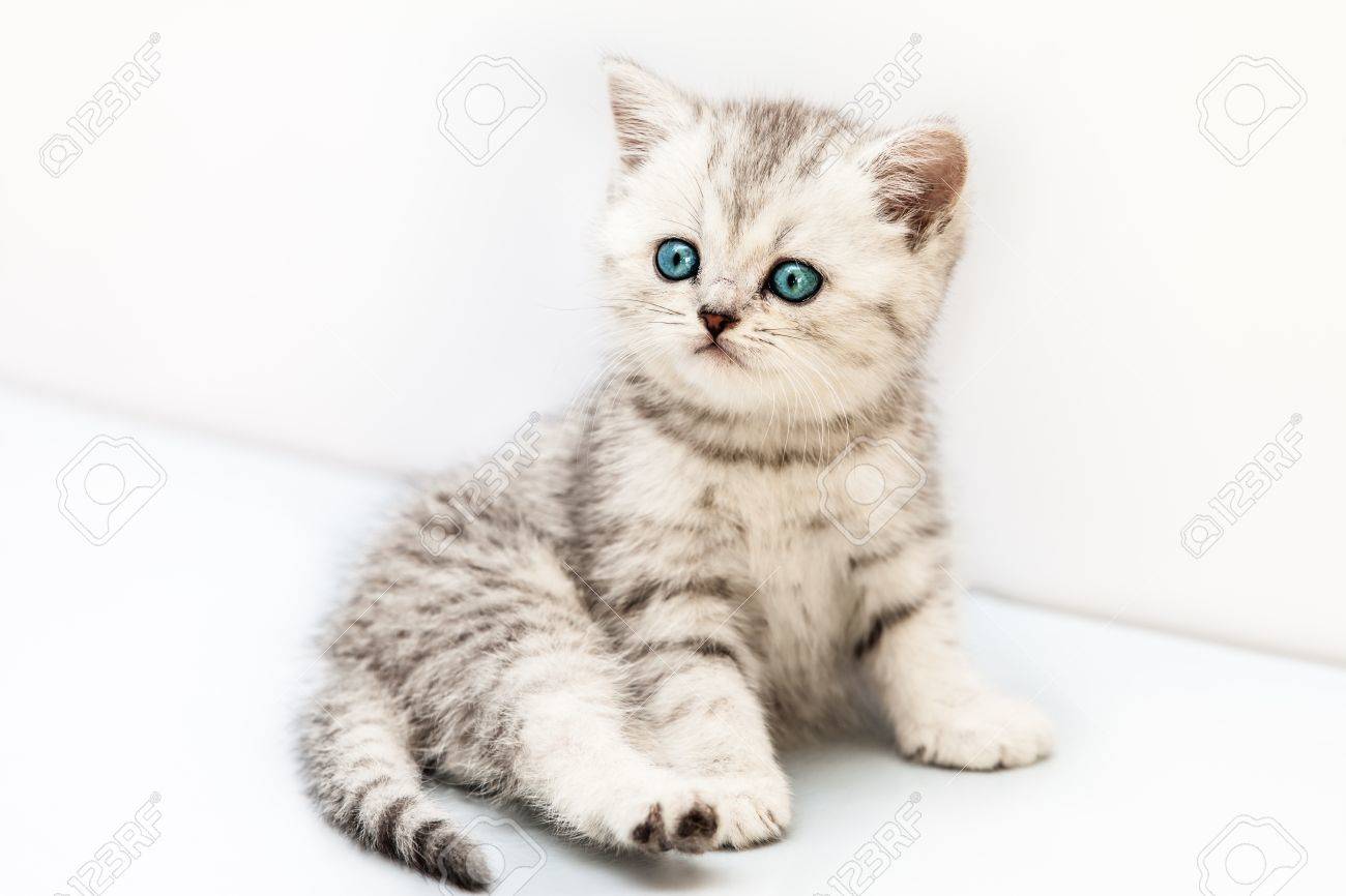 Feline Animal Pet Little British Domestic Silver Tabby Cat With