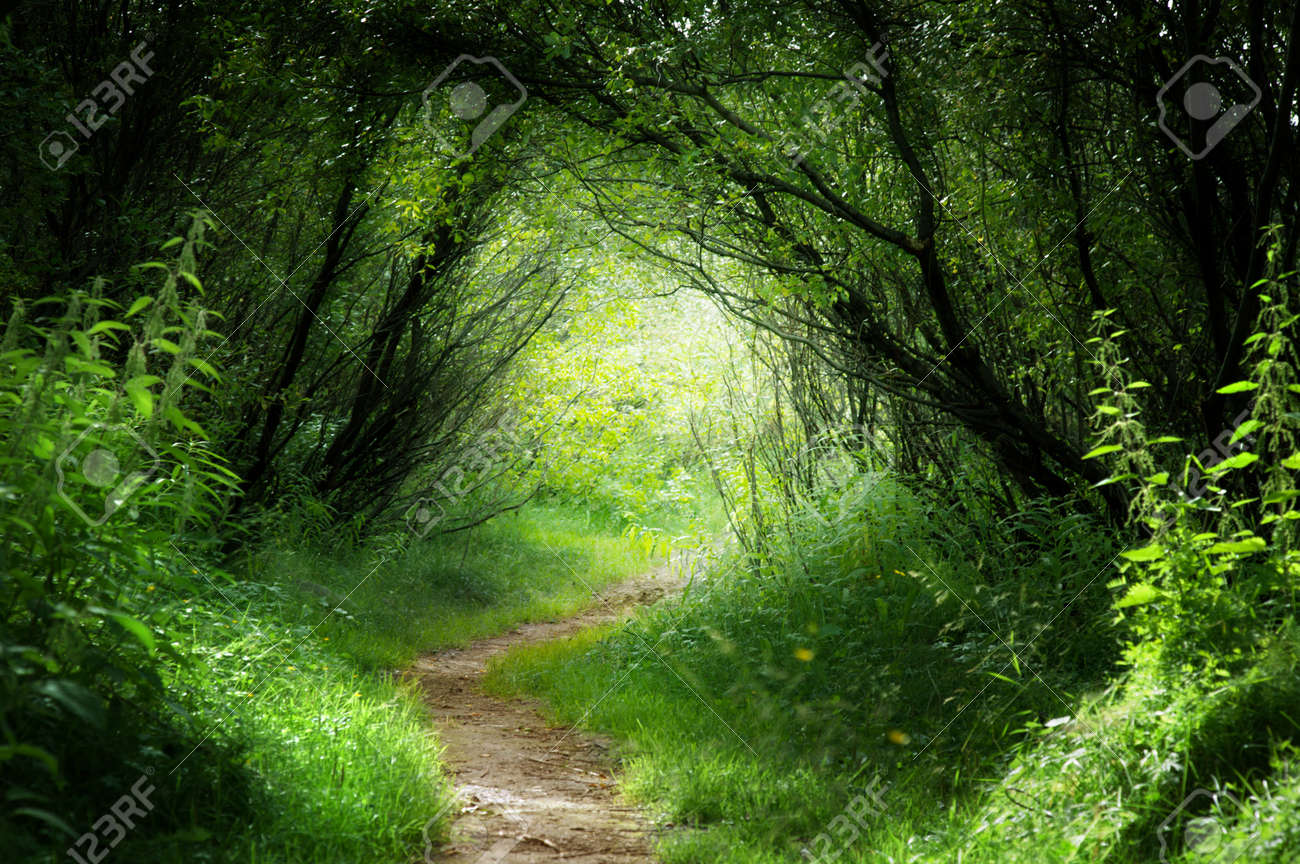 ラッピング無料 森の道 絵画 Acersaecuador Com