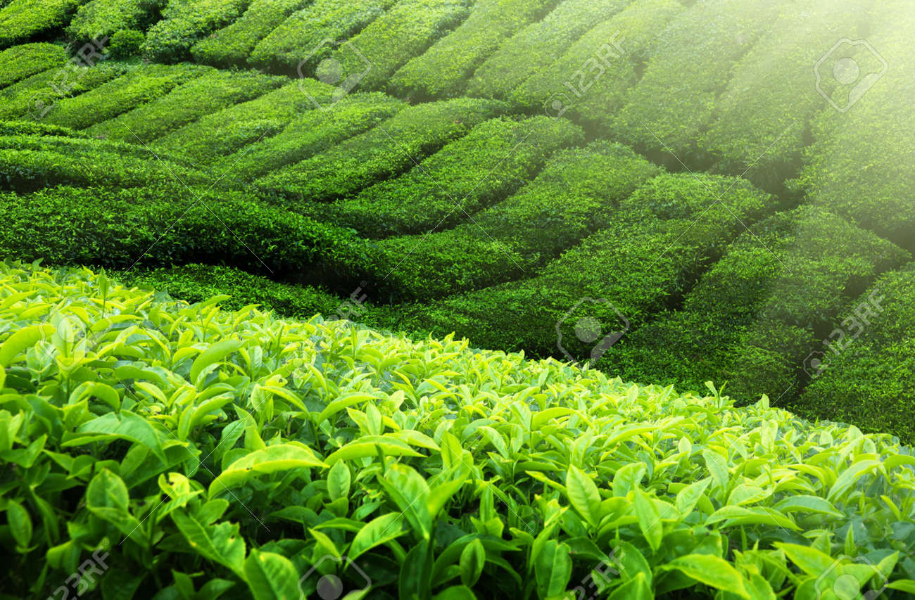 Image result for image of tea farm