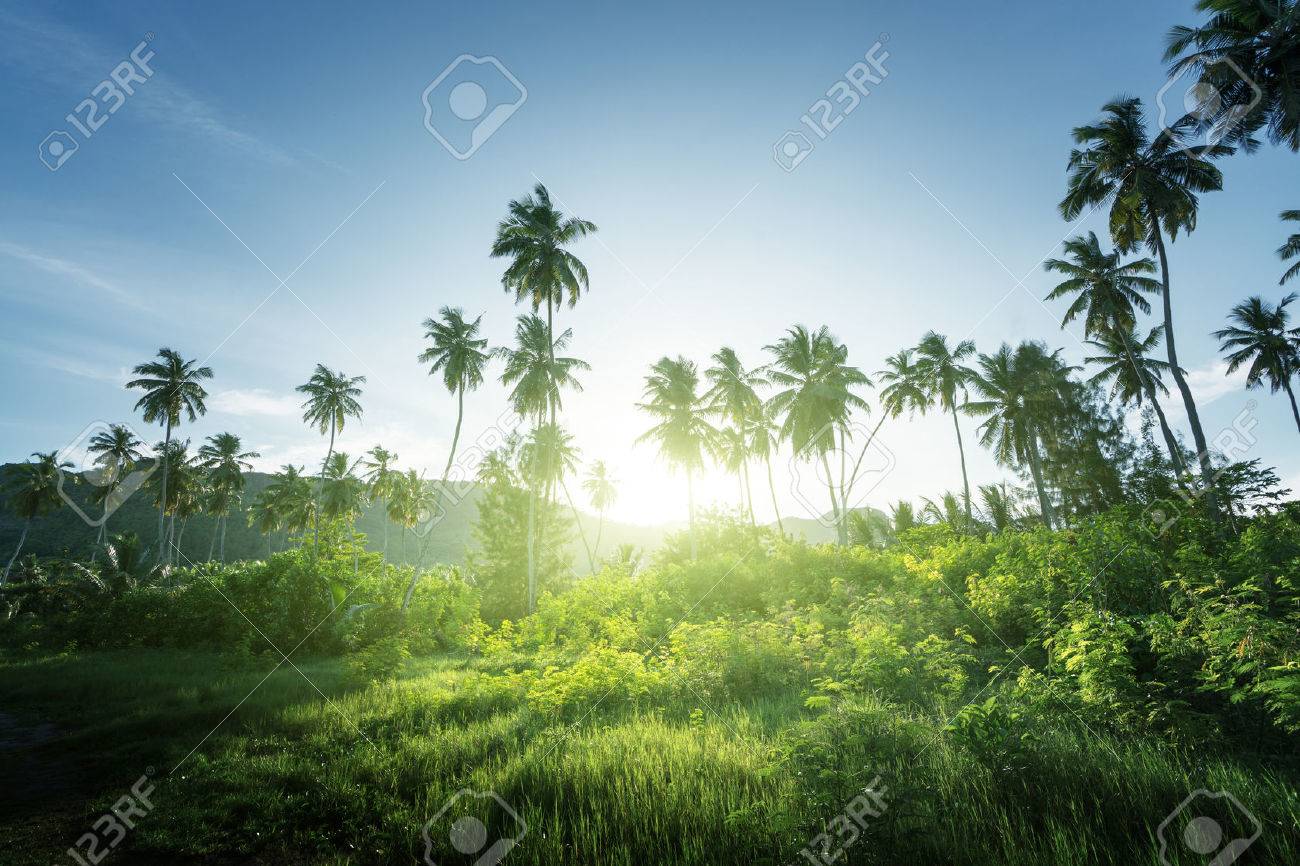 sunset in jungle, seychelles - 53695550 sunset in jungle, seychelles - 53695550