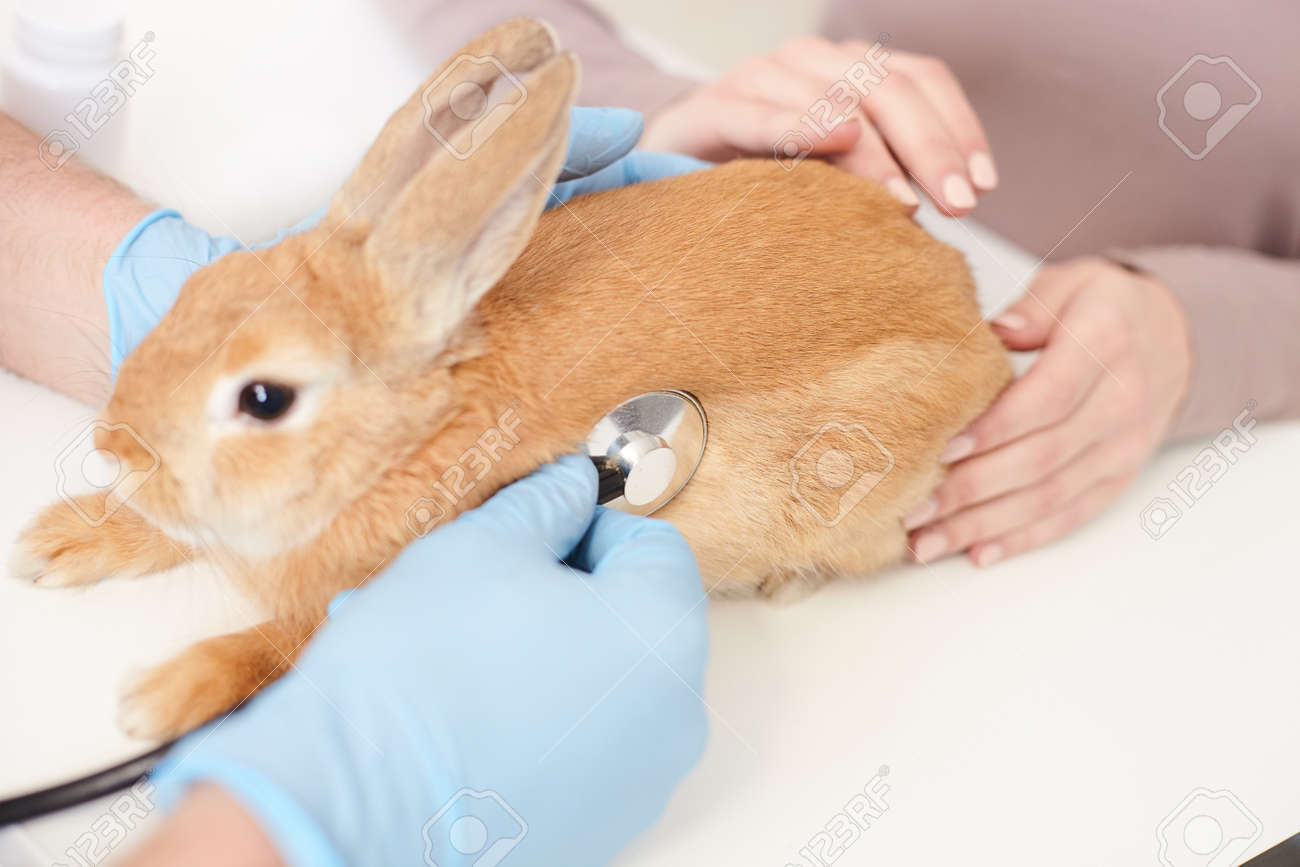 Close up of hands of veterinarian touching stethoscope to a rabbit. Young woman is stroking her pet with love - 57363429 Close up of hands of veterinarian touching stethoscope to a rabbit. Young woman is stroking her pet with love - 57363429