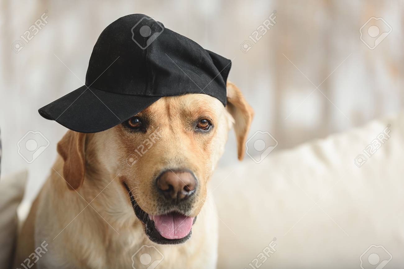 dog with baseball hat