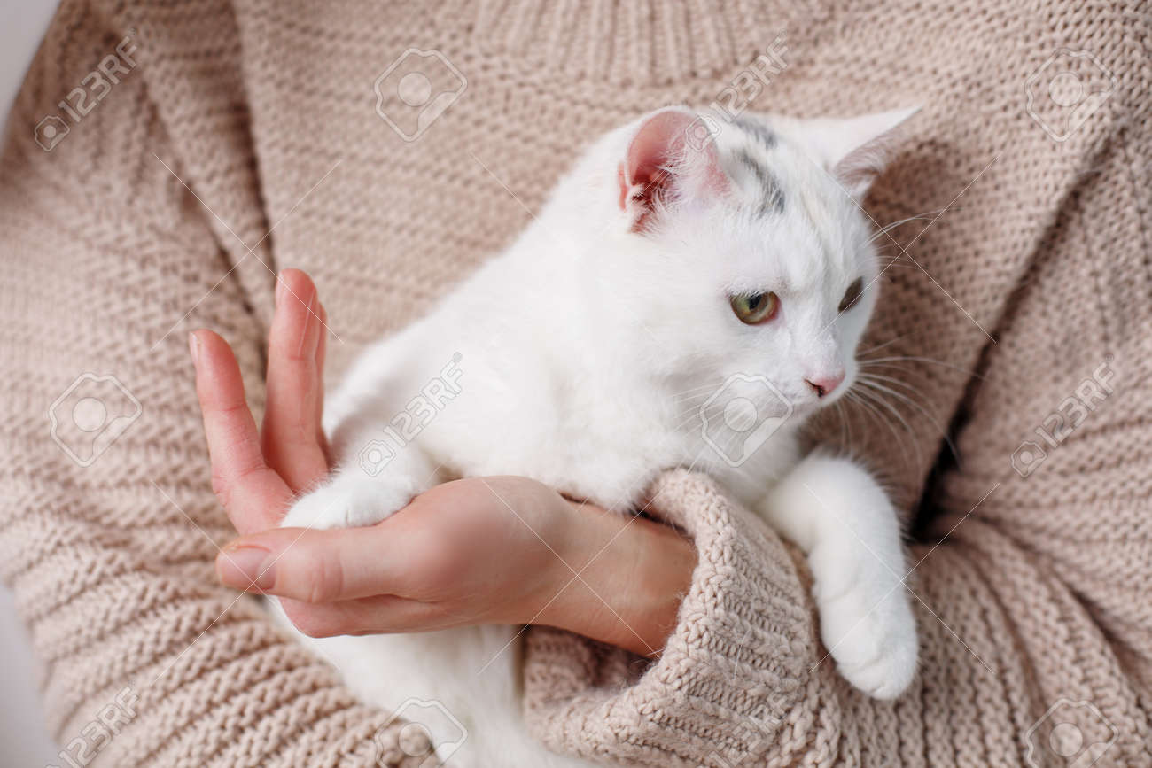 かわいい白猫を抱いた女性の手をクローズアップ 動物に焦点を当てる の写真素材 画像素材 Image