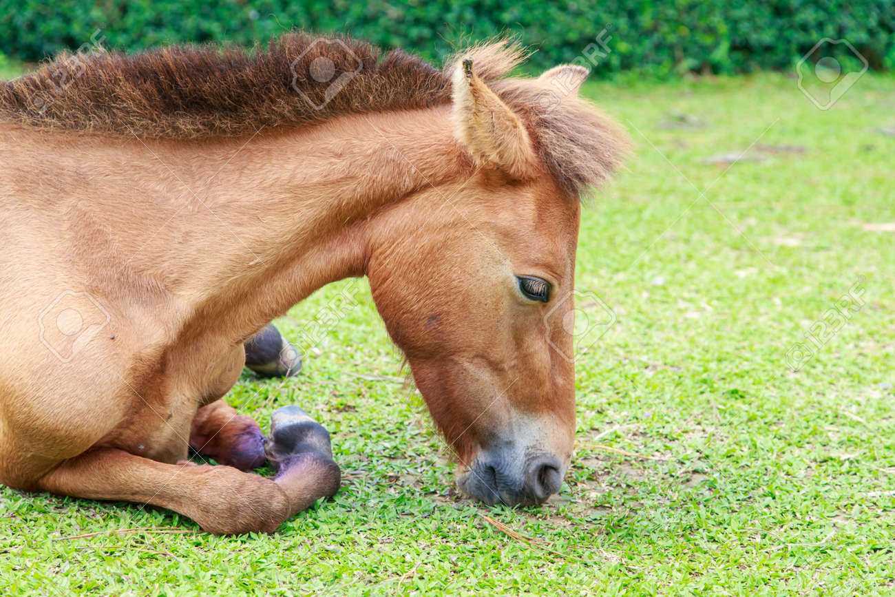 무릎을 꿇다 로열티 무료 사진, 그림, 이미지 그리고 스톡포토그래피. Image 45945739