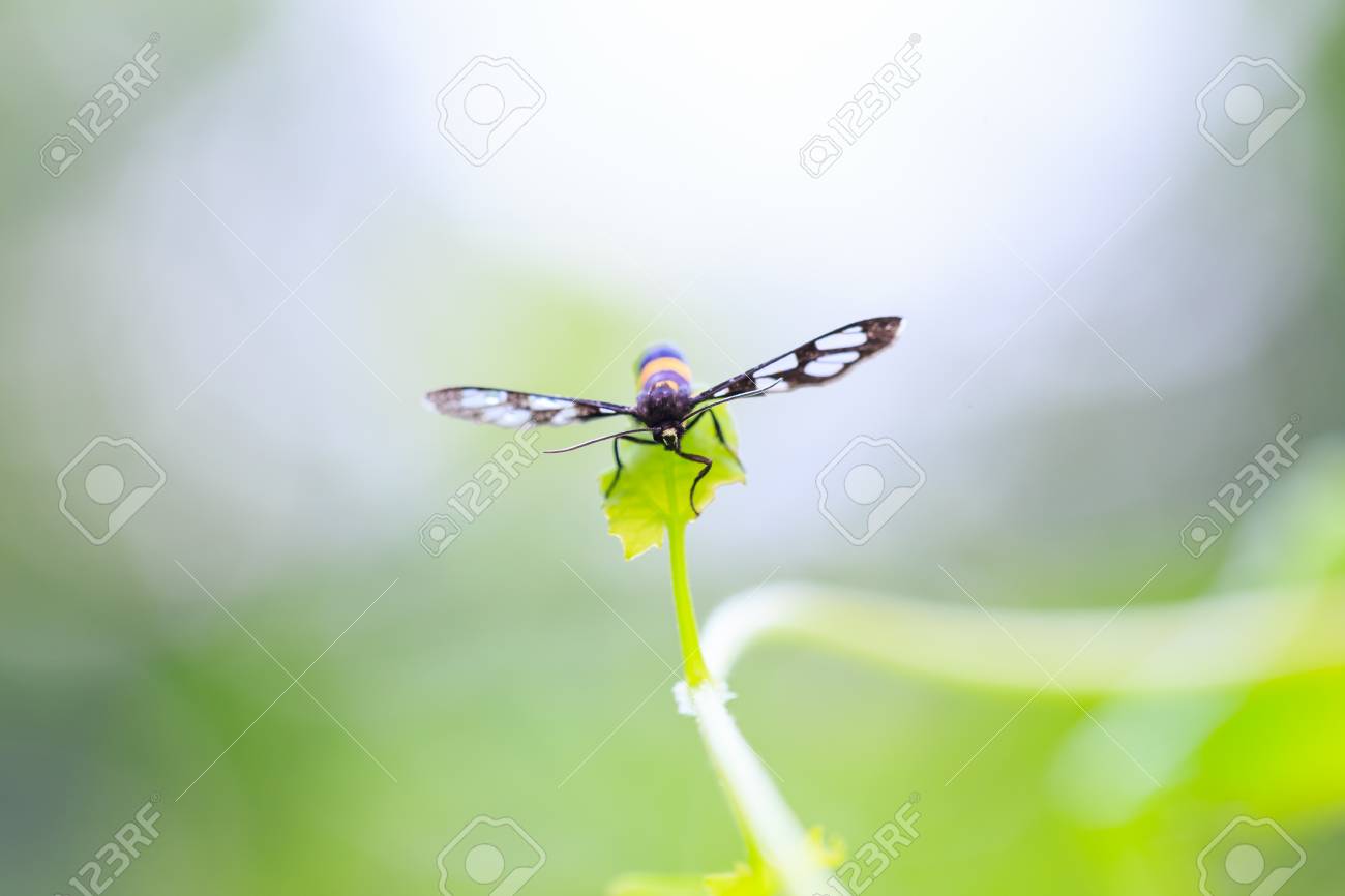 etiam-dictum-ipsum-a-felis