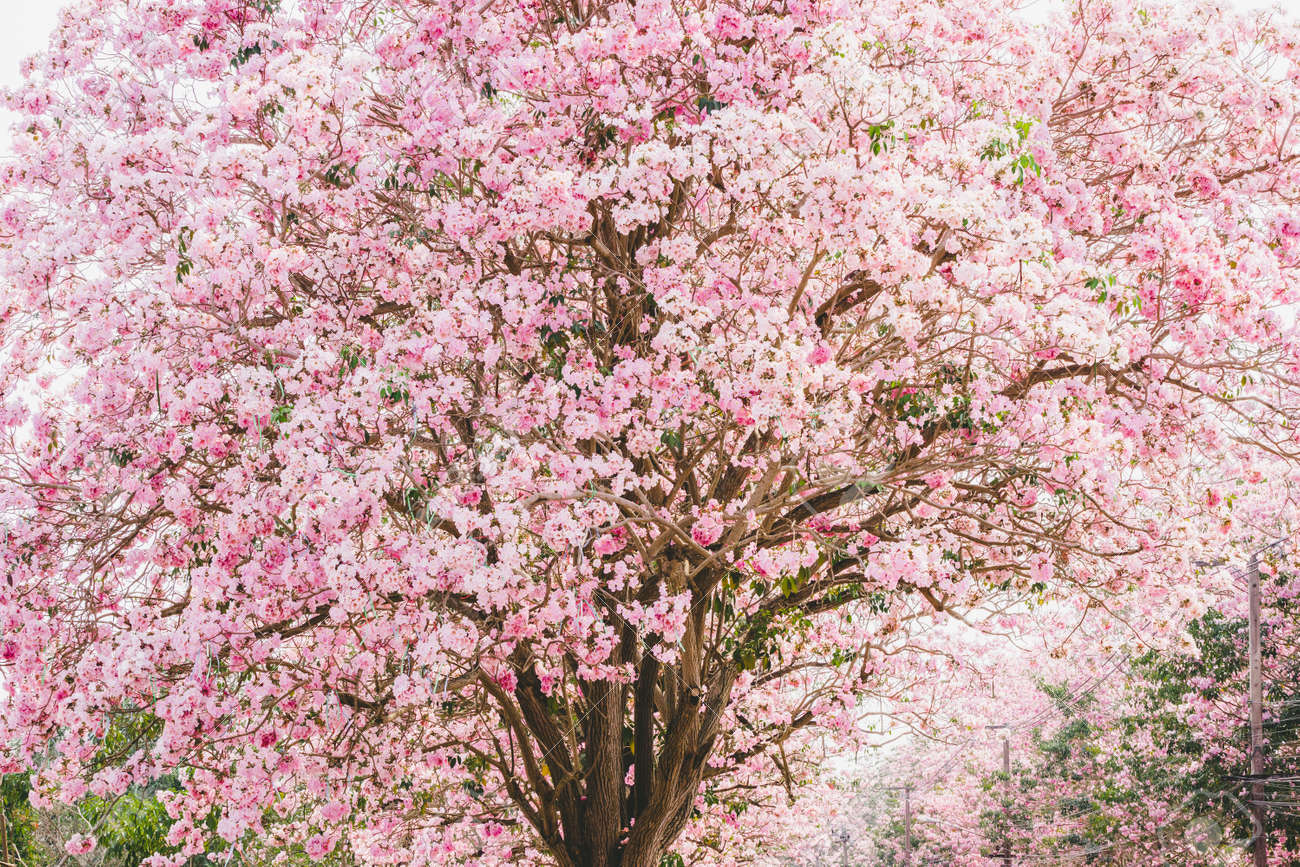 ピンクの花や桜の花と春の木 の写真素材 画像素材 Image ピンクの花や桜の花と春の木 の写真素材 画像素材 Image
