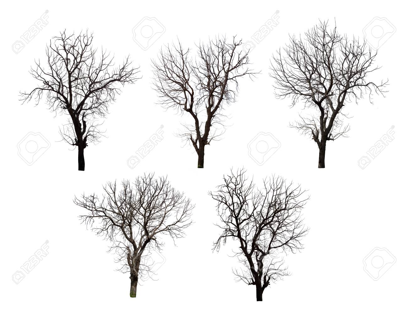 Collection of dead tree isolated on white background high resolution for graphic decoration, suitable for both web and print media - 91805949 Collection of dead tree isolated on white background high resolution for graphic decoration, suitable for both web and print media - 91805949