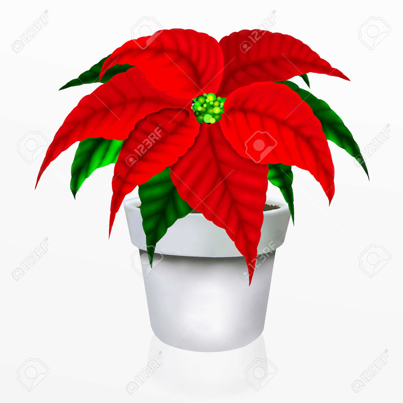 Fleur De Poinsettia De Noël En Pot Blanc