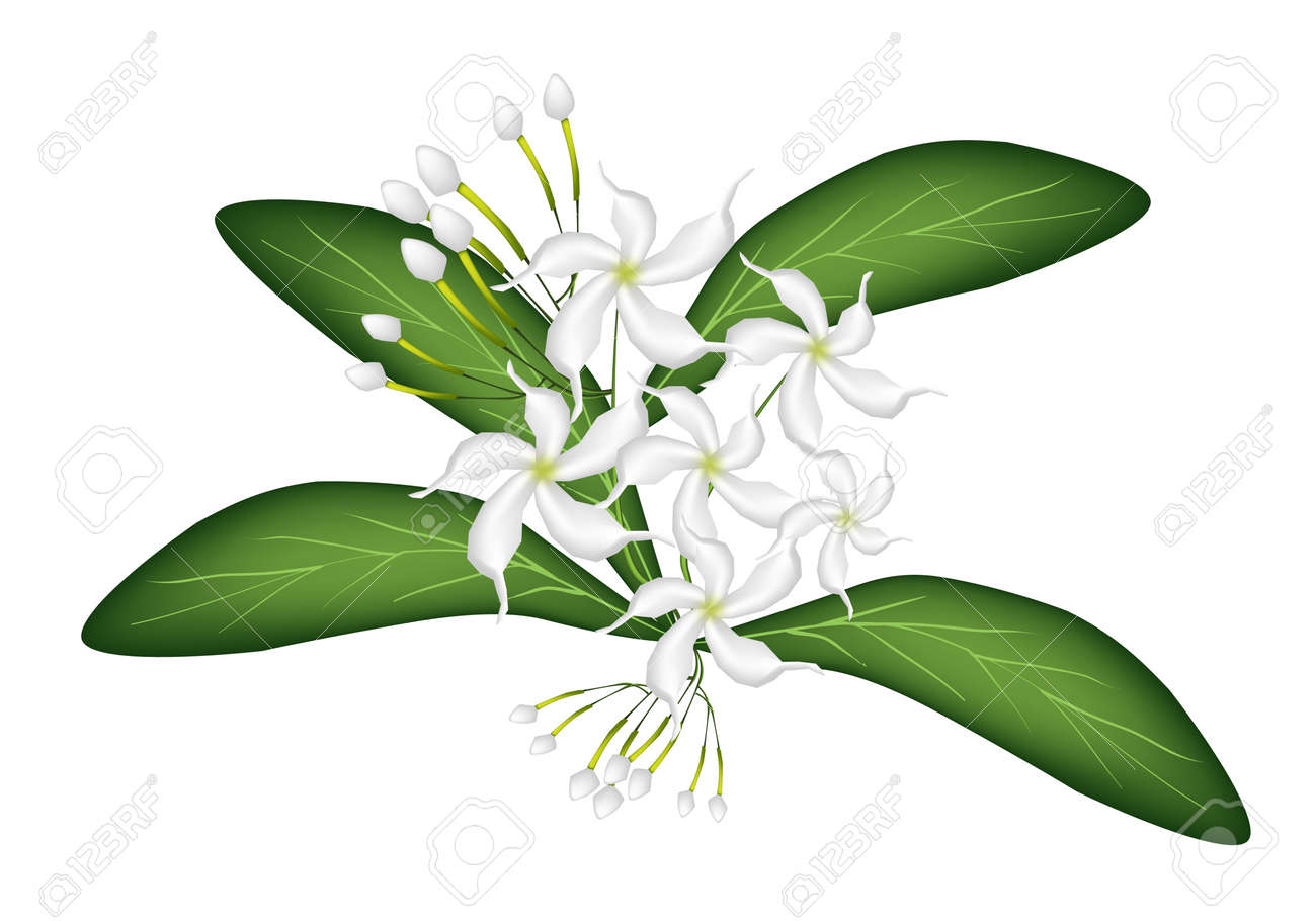 Beautiful Flower, An Illustration of Lovely White Common Gardenias or Cape Jasmine Flowers on Green Leaves Isolated on A White Background - 18205080 Beautiful Flower, An Illustration of Lovely White Common Gardenias or Cape Jasmine Flowers on Green Leaves Isolated on A White Background - 18205080