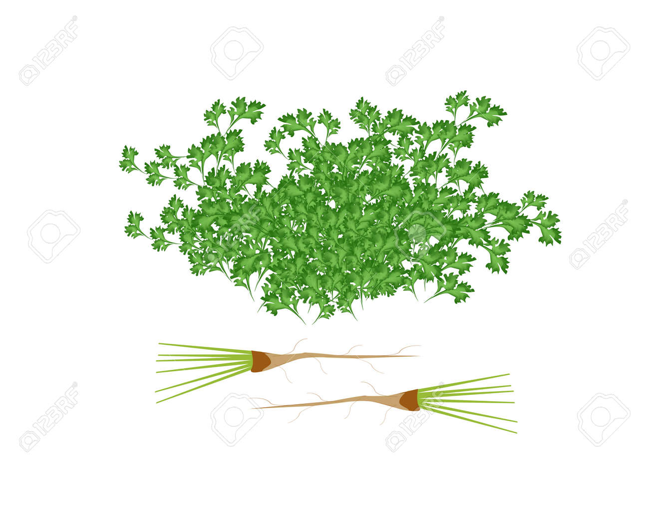 野菜とハーブのみじん切りの葉のベクター イラストやパセリ 中国パセリまたはコリアンダーは 白い背景で隔離のルーツ の写真素材 画像素材 Image