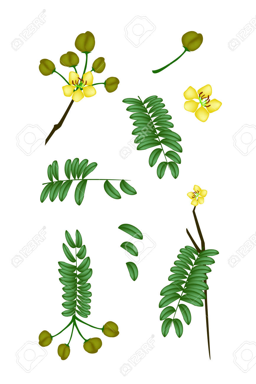 野菜やハーブ Cassod セナ タガヤサンや葉 花と白い背景で隔離の莢を持つタイの銅のイラスト パーツ のイラスト素材 ベクタ Image 野菜やハーブ Cassod セナ タガヤサンや葉 花と白い背景で隔離の莢を持つタイの銅のイラスト パーツ のイラスト素材 ベクタ Image