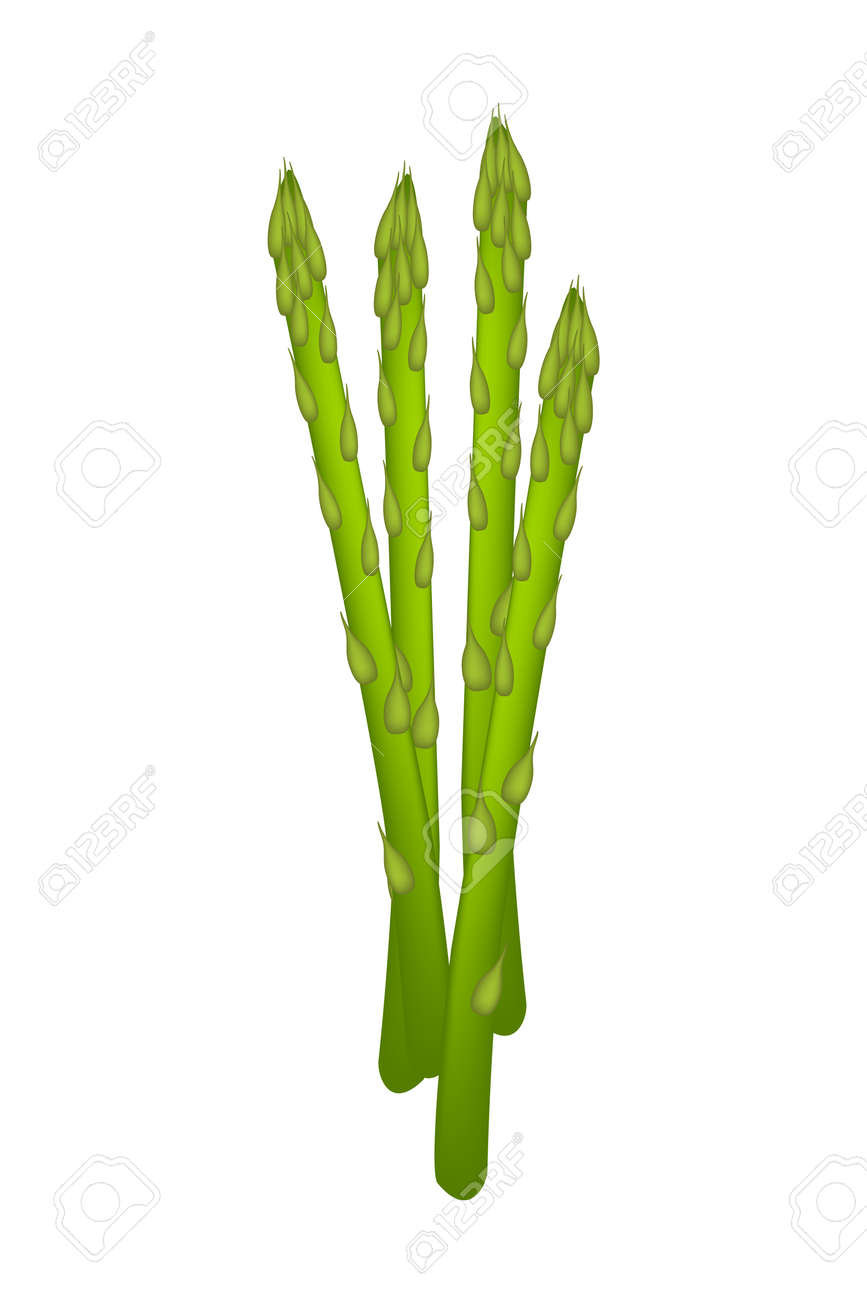 野菜 おいしい新鮮なグリーン アスパラガスやアスパラガスは 白い背景で隔離のベクトル イラスト のイラスト素材 ベクタ Image