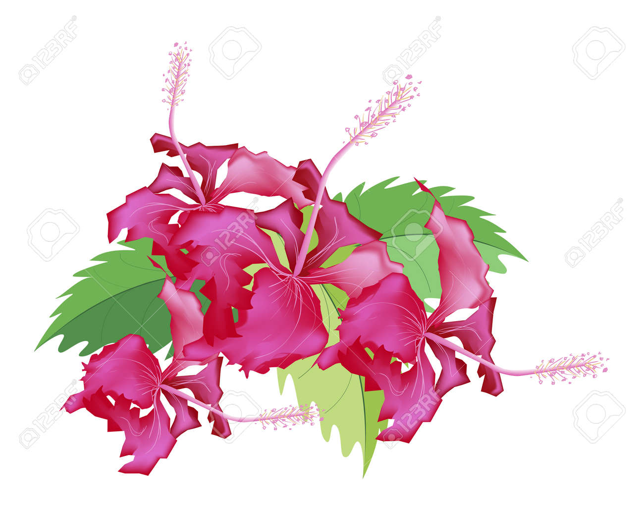 Beautiful Flower Illustration Group Of Fresh Red Hibiscus Flowers