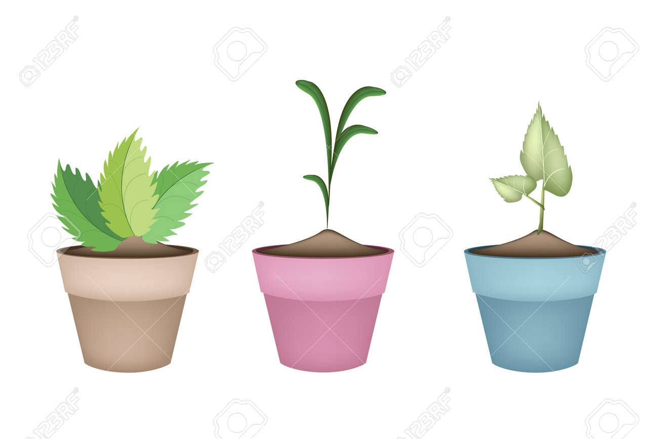 室内用植物 庭の装飾のための緑の木々 やセラミック植木鉢やテラコッタの植木鉢に植物のイラスト のイラスト素材 ベクタ Image 室内用植物 庭の装飾のための緑の木々 やセラミック植木鉢やテラコッタの植木鉢に植物のイラスト のイラスト素材 ベクタ Image