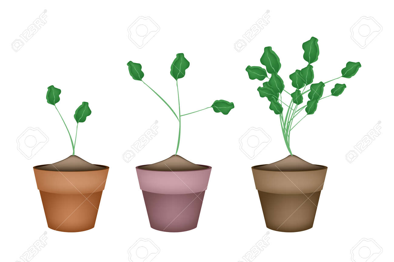 野菜とハーブやイラスト新鮮な緑のクレソン キンレンカオフィシナーレ植物健康食品や漢方薬として使用されるテラコッタの植木鉢のイラスト素材 ベクタ Image