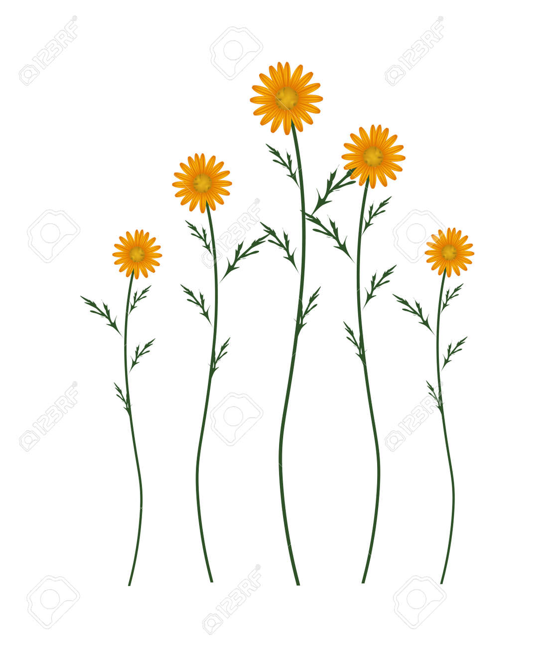 シンボル Osteospermum デイジーの花の愛 ブライト オレンジまたは岬デイジー花白地に分離 のイラスト素材 ベクタ Image シンボル Osteospermum デイジーの花の愛 ブライト オレンジまたは岬デイジー花白地に分離 のイラスト素材 ベクタ Image