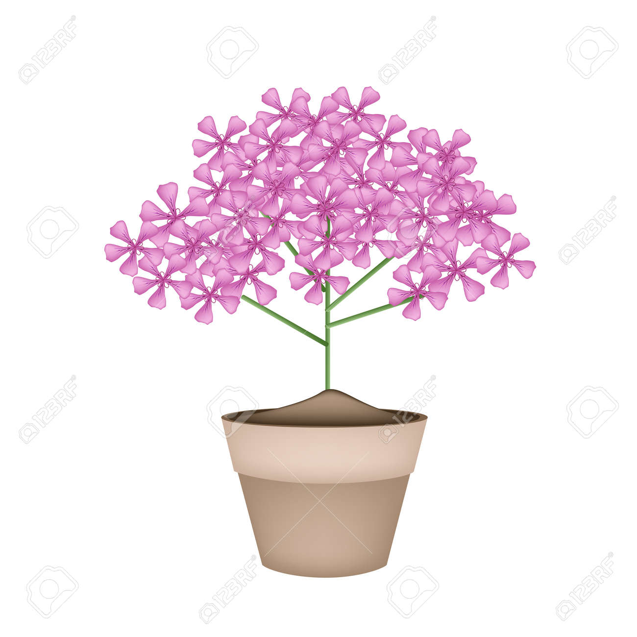 美しい花 美しいピンクのゼラニウムの花や白い背景で隔離の鍋にゼラニウムと花の図の束です のイラスト素材 ベクタ Image
