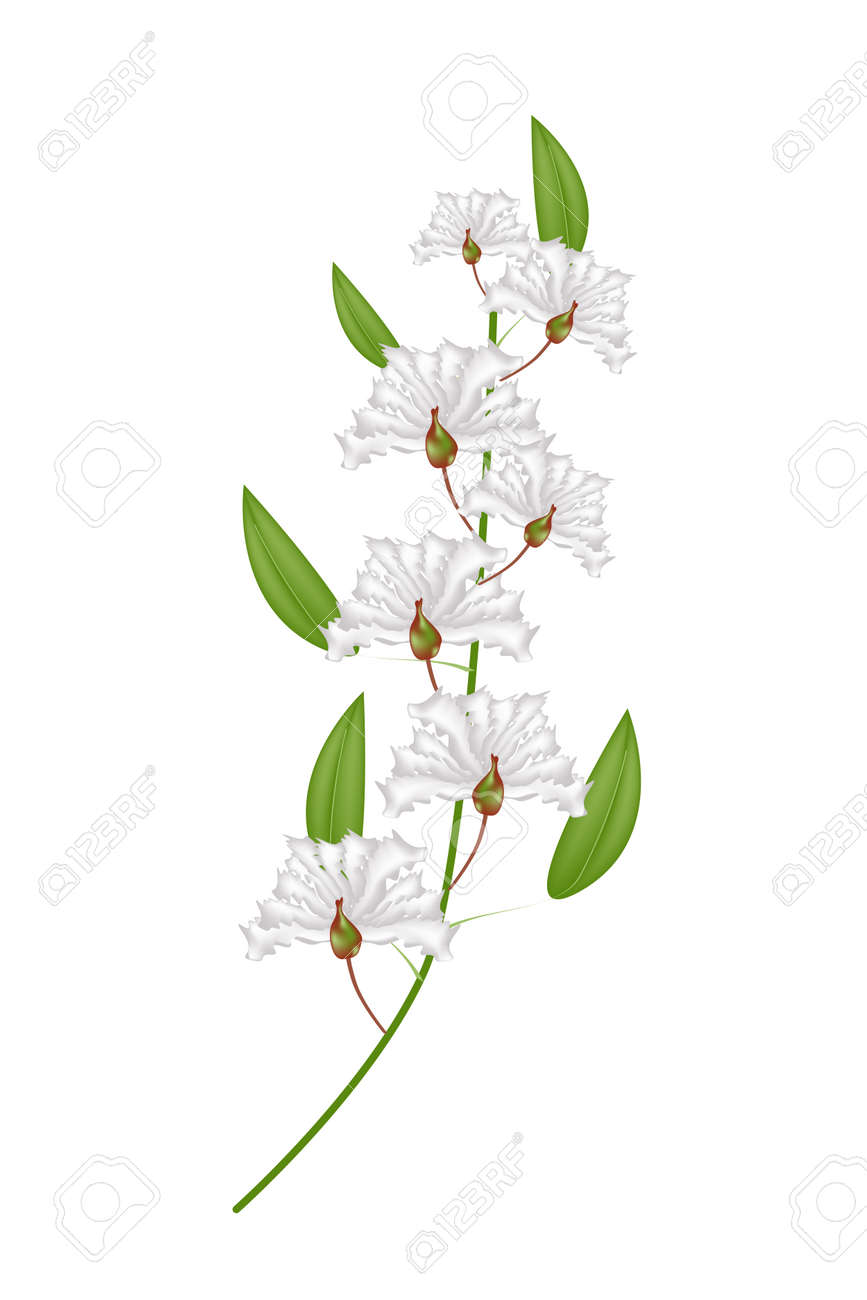 美しい花 白のサルスベリの花のサルスベリの花が白い背景で隔離の図の束のイラスト素材 ベクタ Image 美しい花 白のサルスベリの花のサルスベリの花が白い背景で隔離の図の束のイラスト素材 ベクタ Image