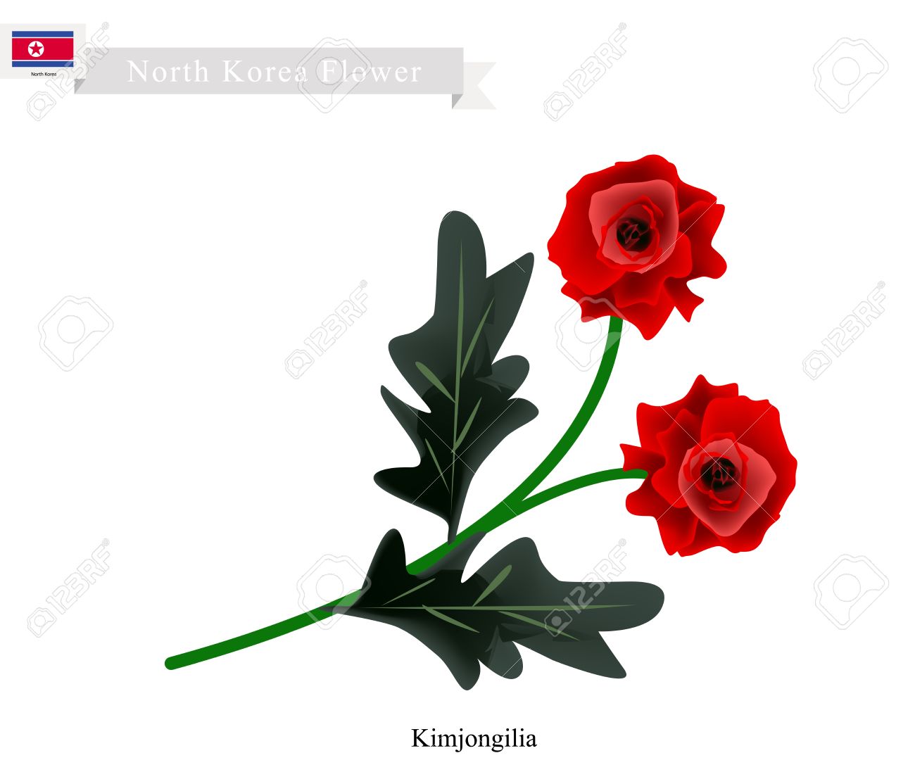 北朝鮮の花 金正日花や赤のベコニアの花のイラスト 北朝鮮の最も人気のある花の一つ のイラスト素材 ベクタ Image