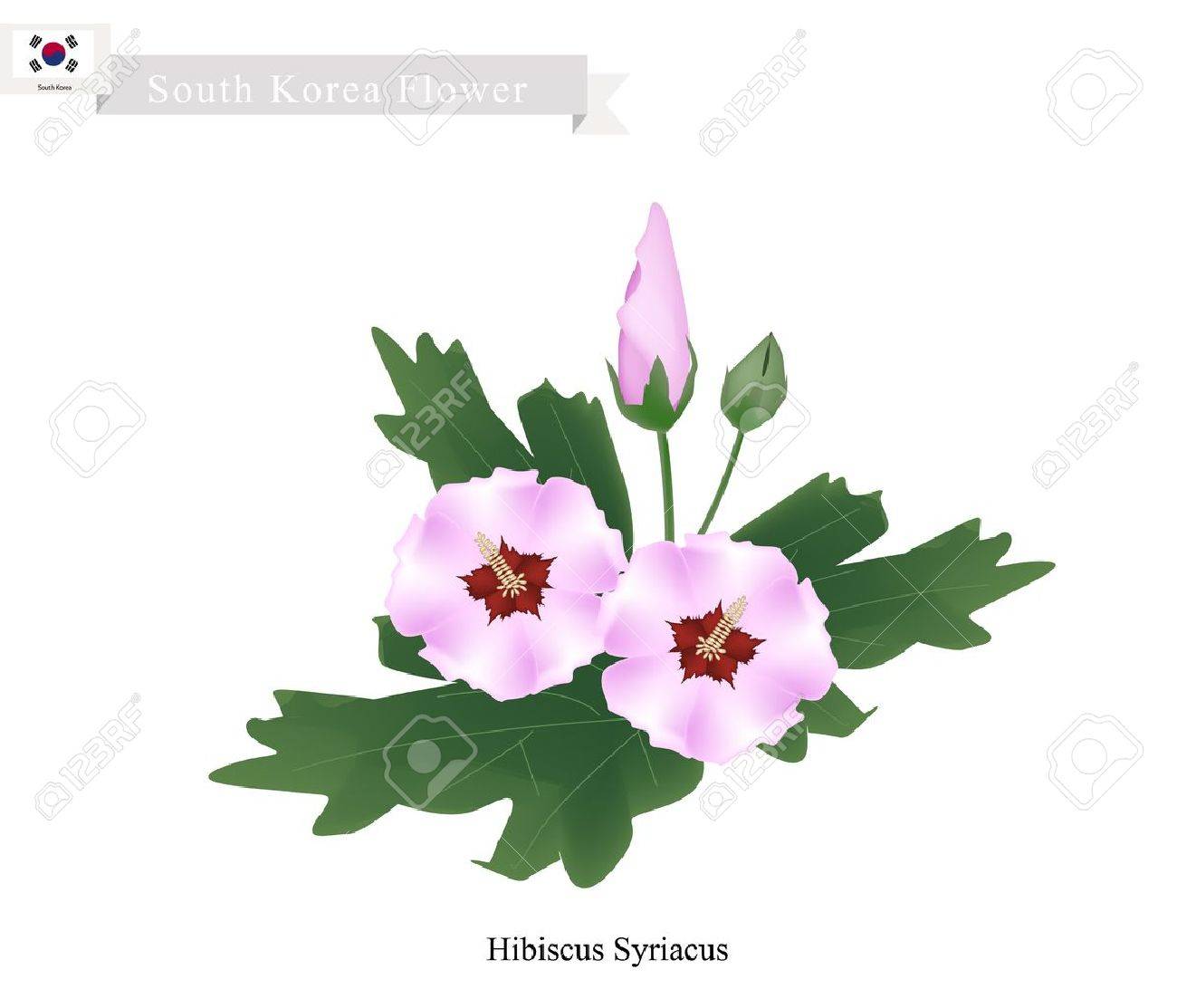 韓国の花ムクゲの花やハイビスカス Syriacus 花のイラスト 韓国の国花 のイラスト素材 ベクタ Image