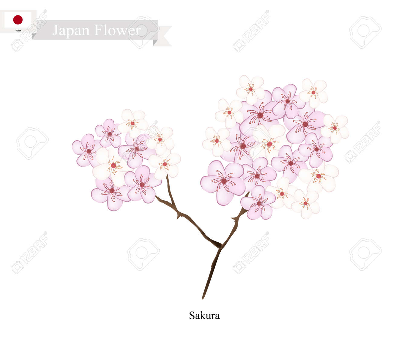 日本の花 桜 桜 桜のイラスト 日本の国花 のイラスト素材 ベクタ Image