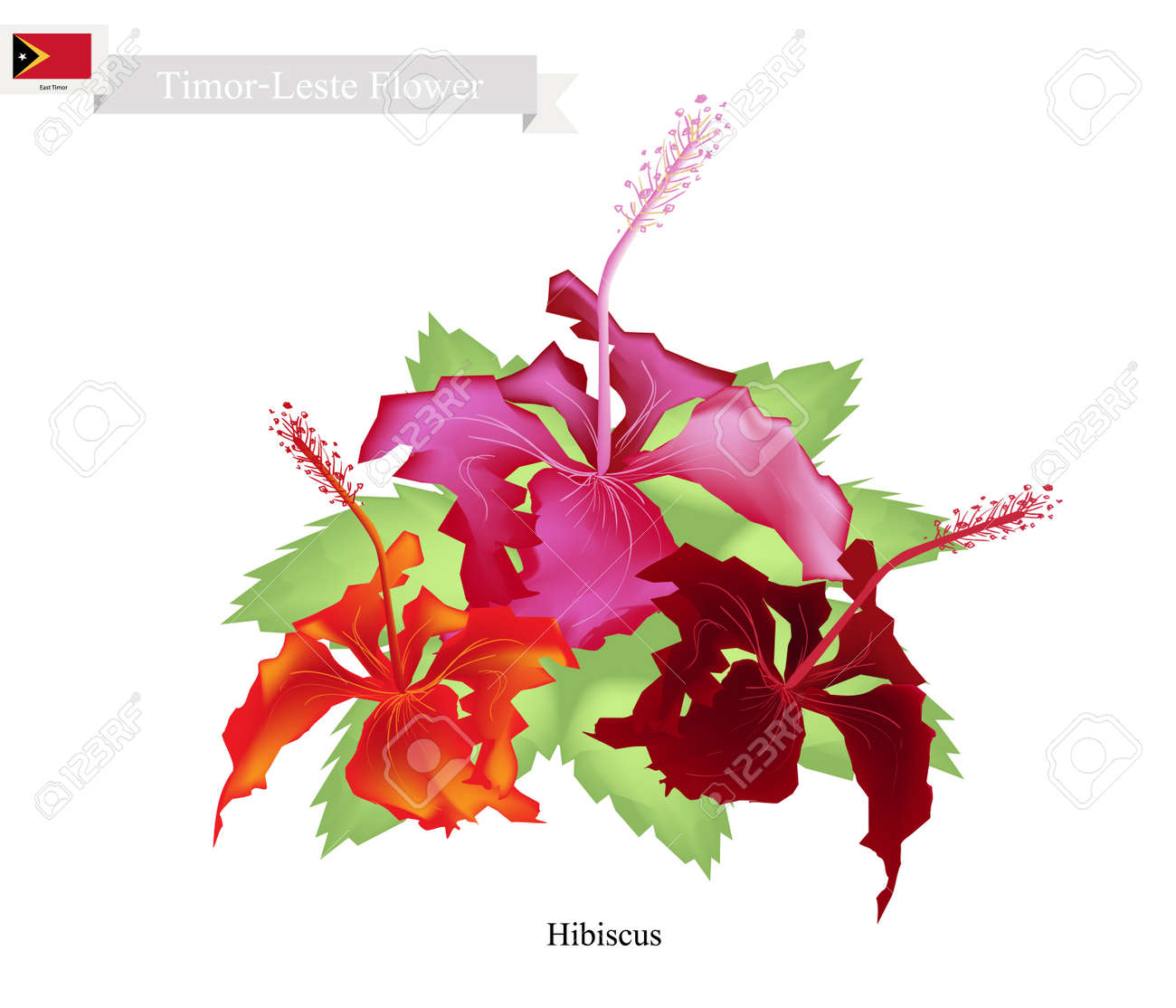 東ティモールの花 ハイビスカスの花のイラスト 東ティモールの国花 のイラスト素材 ベクタ Image 東ティモールの花 ハイビスカスの花のイラスト 東ティモールの国花 のイラスト素材 ベクタ Image