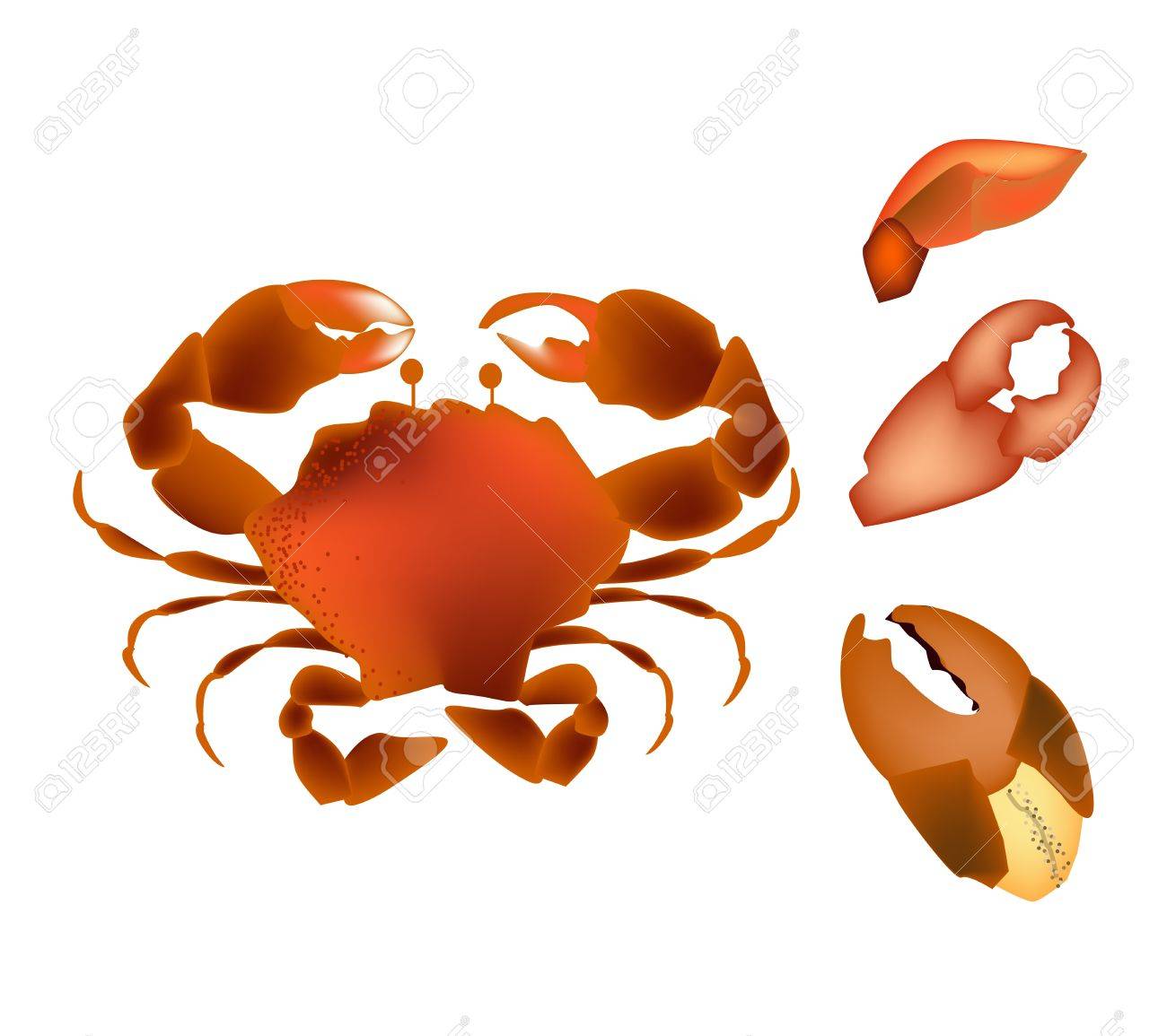 料理と料理 カニ足 カニの爪が白い背景で隔離のイラスト のイラスト素材 ベクタ Image