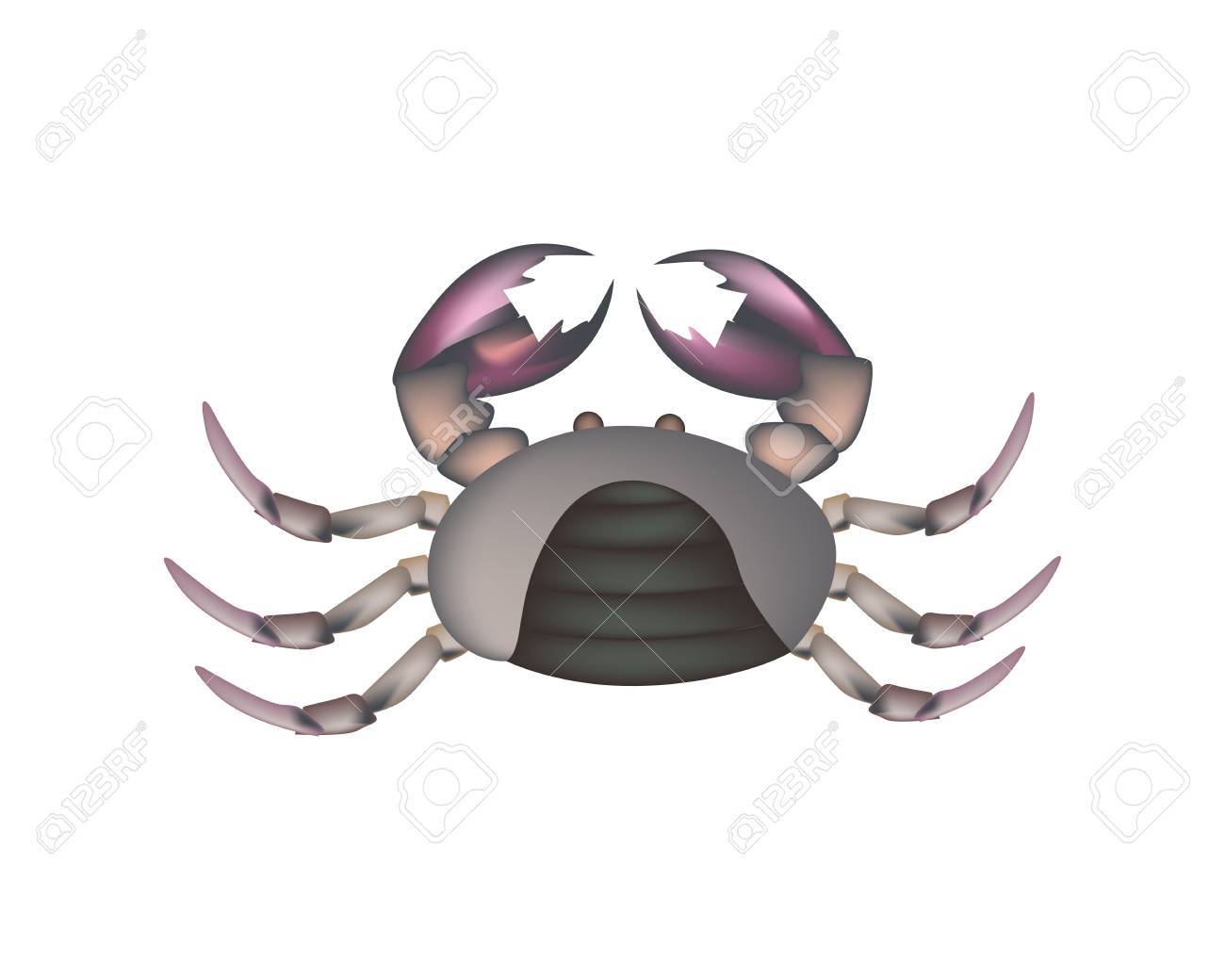 料理 食品 フィールド カニ足 カニの爪が白い背景で隔離のイラスト のイラスト素材 ベクタ Image