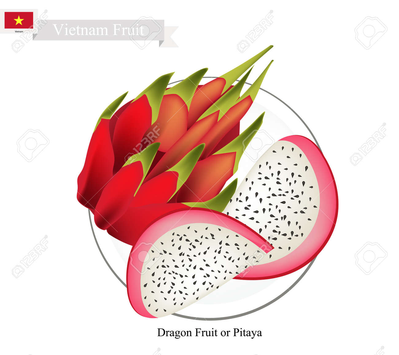 ベトナム フルーツ ドラゴン フルーツ またはピタヤ果実のイラスト ベトナムで最も人気のある果物の一つ のイラスト素材 ベクタ Image