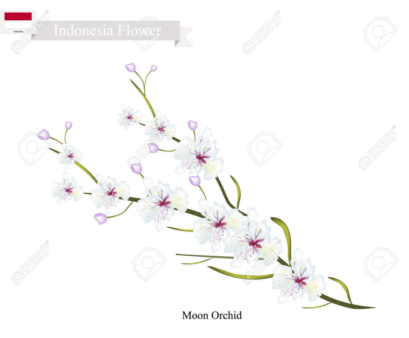 インドネシアの花、月の蘭の花のイラスト。インドネシアの魅力の花。