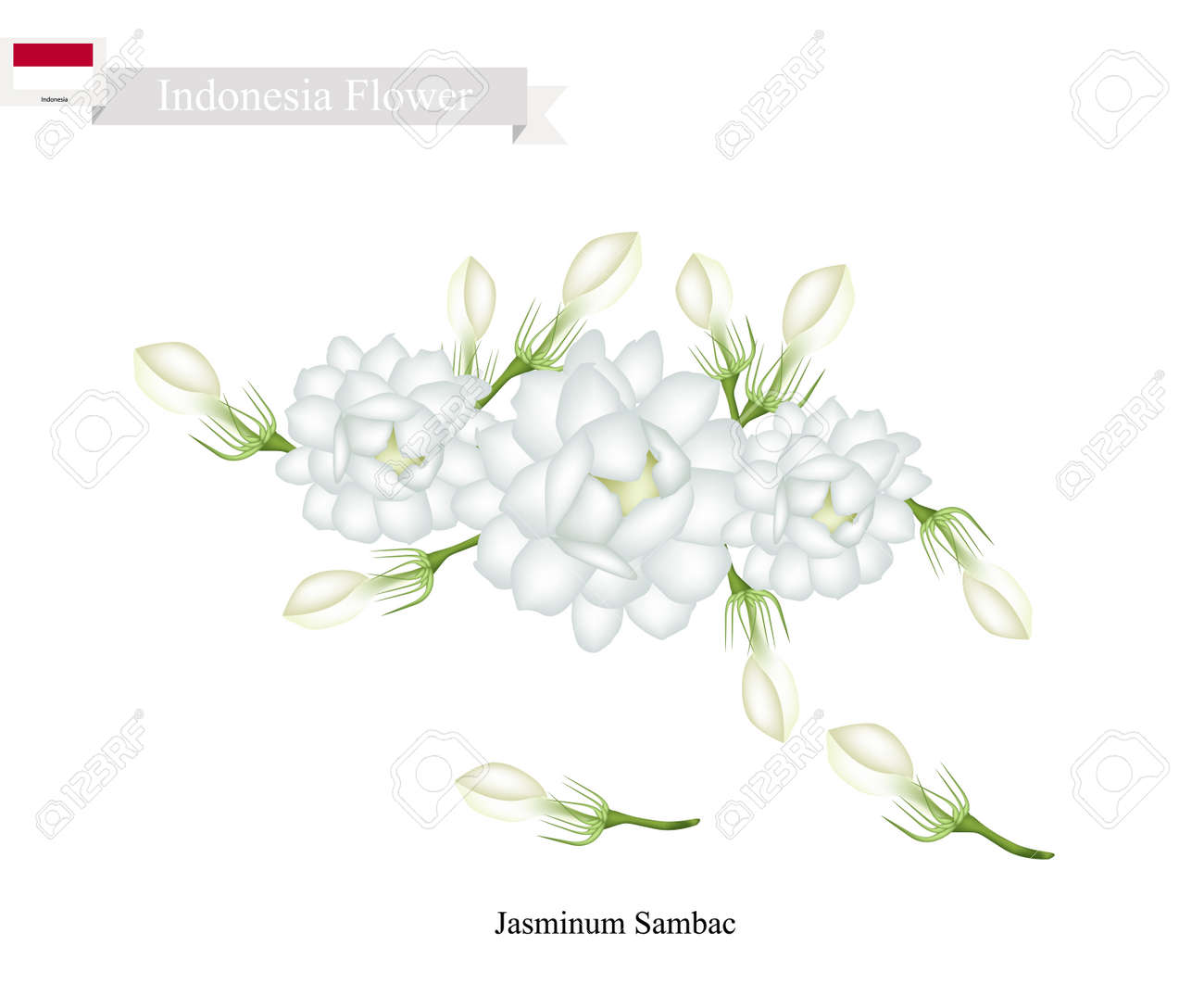 インドネシアの花 ジャスミンの白い花のイラスト インドネシアの国民の花 のイラスト素材 ベクタ Image
