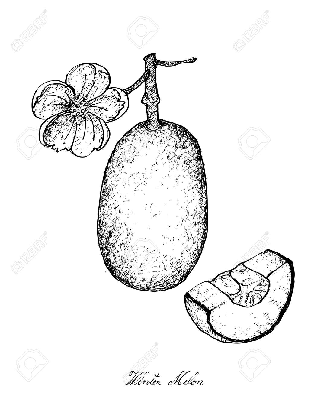 Vegetable and Herb, Illustration of Hand Drawn Sketch Delicious Fresh Winter Melon Plant, Wax Gourd Plant or Chalkumra Plant with Friut Isolated on White Background. - 89317092 Vegetable and Herb, Illustration of Hand Drawn Sketch Delicious Fresh Winter Melon Plant, Wax Gourd Plant or Chalkumra Plant with Friut Isolated on White Background. - 89317092