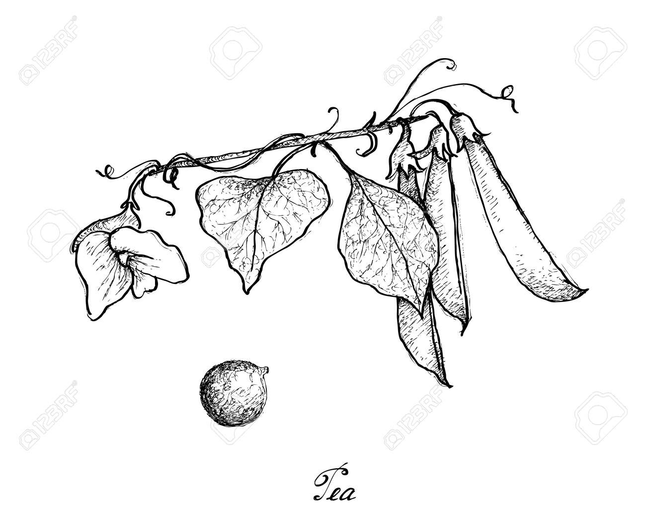 Vegetable Illustration Of Hand Drawn Sketch Fresh Green Peas