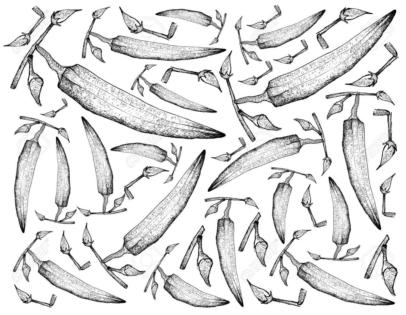 野菜 手描きスケッチ オクラの芽とオクラの赤ちゃん果物女性指植物イラスト背景パターン の写真素材 画像素材 Image 90097718