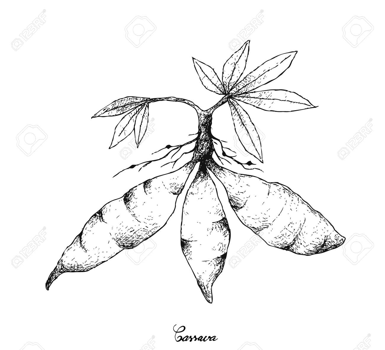 根と塊茎野菜の図は キャッサバ芋の根茎や白い背景で隔離葵根 Esculenta 植物の描かれたスケッチを手します のイラスト素材 ベクタ Image