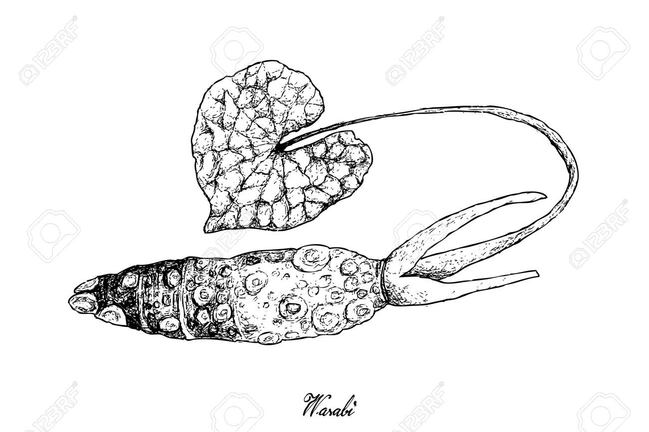 根と塊状野菜 寿司や刺身の和調に使われる新鮮なわさび根や日本のわさびのイラスト描き下ろしスケッチ のイラスト素材 ベクタ Image