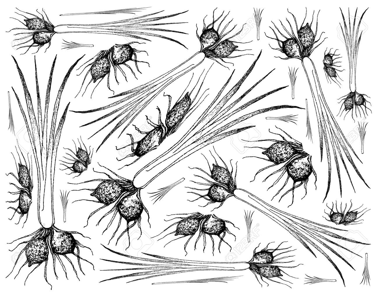根と塊状の野菜 白い背景にタイガーナッツやサイペラスエスキュレンタス植物のイラスト手描きスケッチ のイラスト素材 ベクタ Image