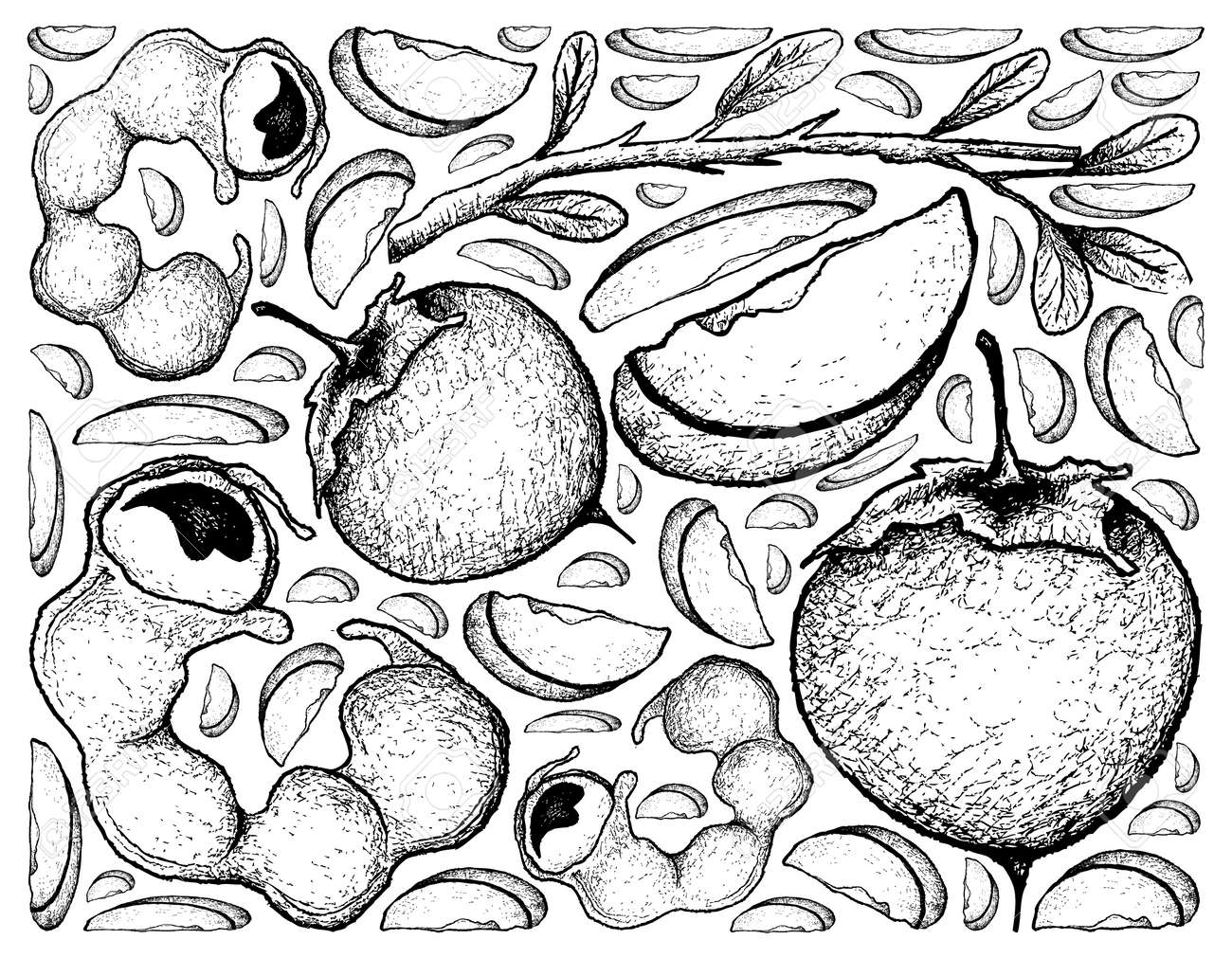 トロピカルフルーツ マニラタマリンドとカキや日本の柿の果実の手描きスケッチポッドのイラストの背景 のイラスト素材 ベクタ Image トロピカルフルーツ マニラタマリンドとカキや日本の柿の果実の手描きスケッチポッドのイラストの背景 のイラスト素材 ベクタ Image