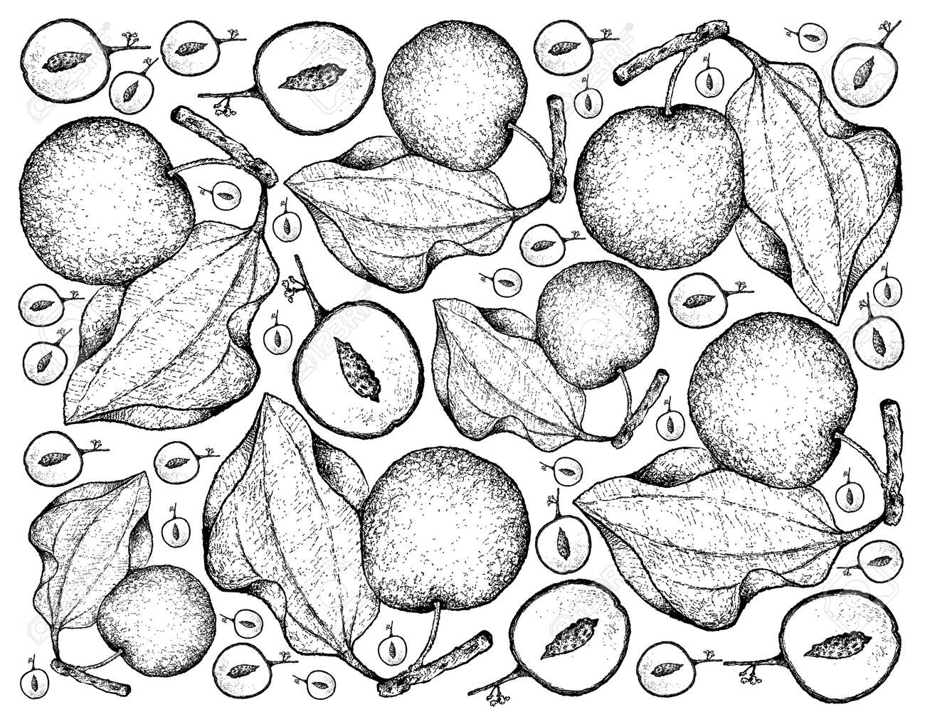 トロピカルフルーツ イラスト壁紙の背景手描きスケッチインドジュベやジジファスモーリシアナフルーツ のイラスト素材 ベクタ Image