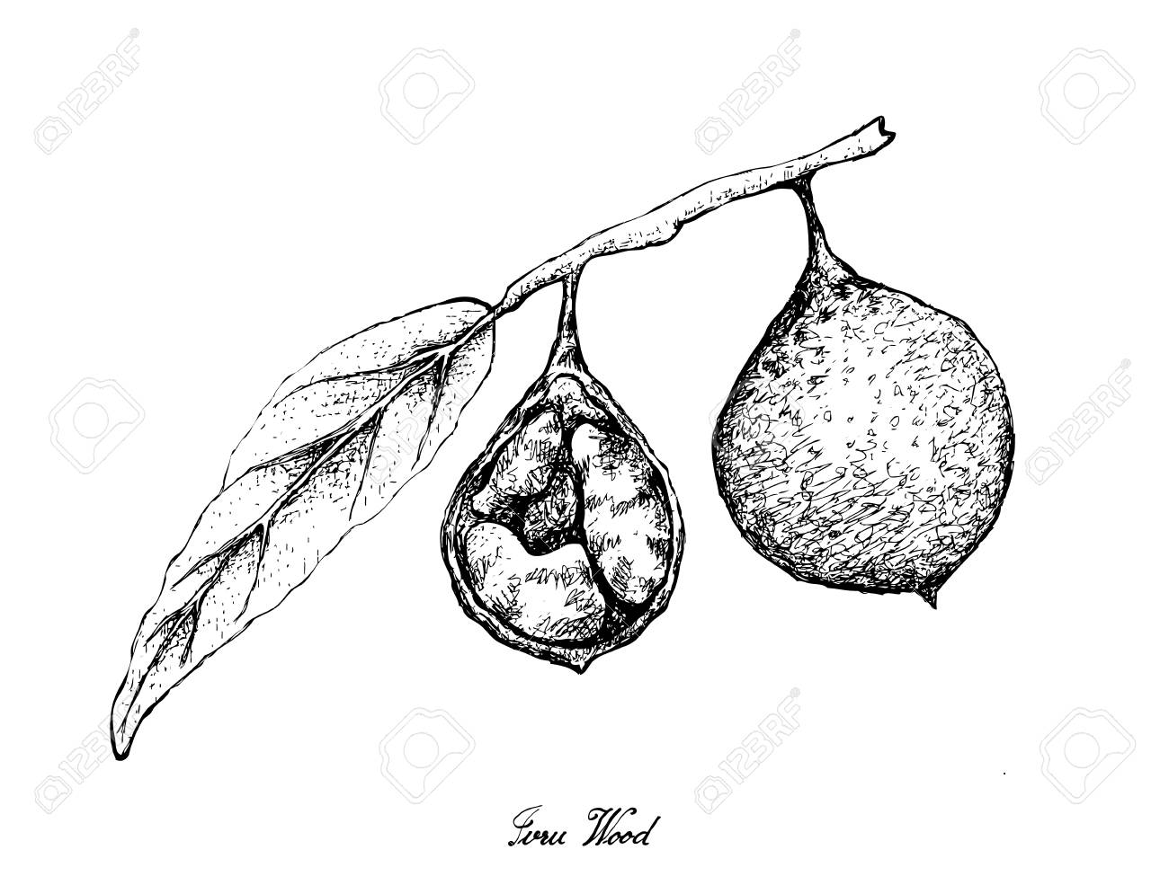 Tropical Fruits, Illustration of Hand Drawn Sketch Fresh Ivru Wood or Siphonodon Celastrineus Fruits Isolated on White Background. - 127290018 Tropical Fruits, Illustration of Hand Drawn Sketch Fresh Ivru Wood or Siphonodon Celastrineus Fruits Isolated on White Background. - 127290018