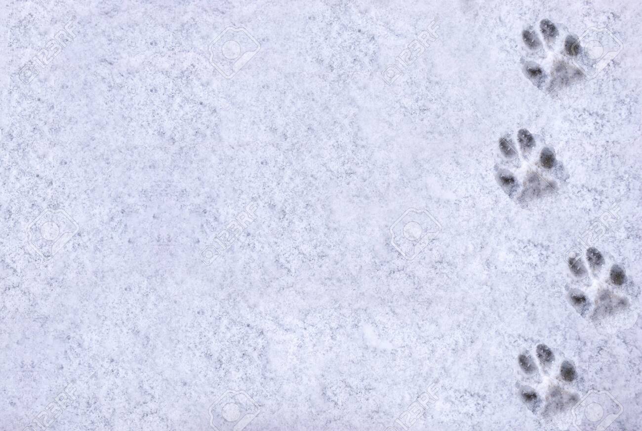 Interesting Abstract White Background With Footprints Of A Cat Or Dog Paws On The Snow Care For Pets In The Winter In Cold Weather Stock Photo Picture And Royalty Free Image Image