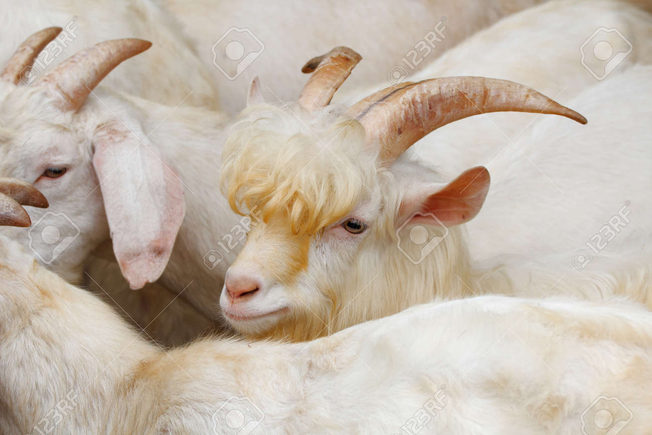 goat breeds for milk