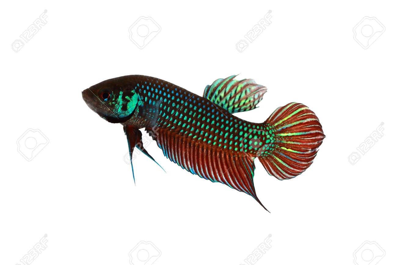 wild type betta fish