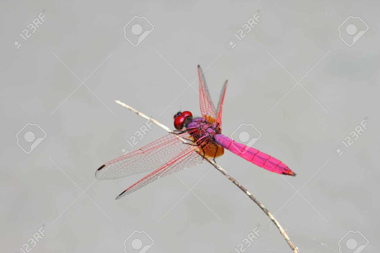 crimson gray adult crimson gray adult