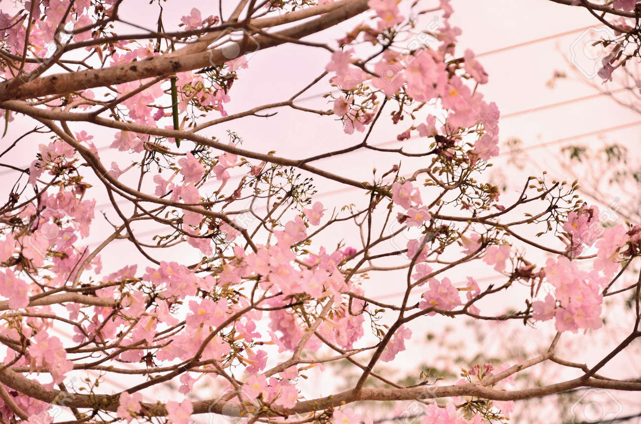 Fleur Rose Darbre De Trompette Qui Fleurit Dans Saint Valentin Comme Doux Rêve Tabebuia Rosea Famille Bignoniaceae Nom Commun Arbre De Trompette