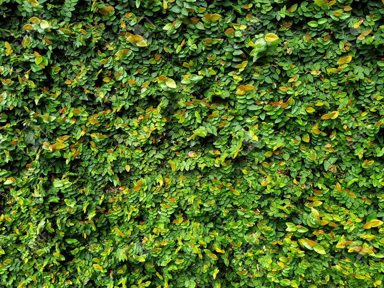 背景テクスチャのための緑のクリーパー壁 の写真素材 画像素材 Image